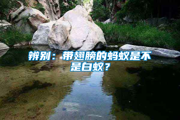 辨別:帶翅膀的螞蟻是不是白蟻?
